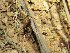 Odontomachus haematodus