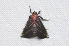 Toccolosida rubriceps