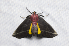 Toccolosida rubriceps