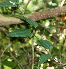 Thunbergia mysorensis