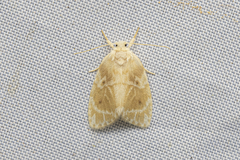 Schistophleps bipuncta