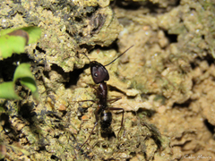 Camponotus cingulatus