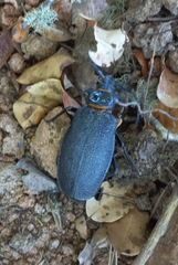 Acanthinodera cumingii