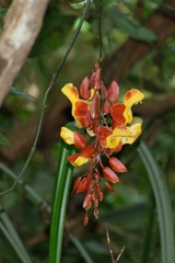 Thunbergia mysorensis