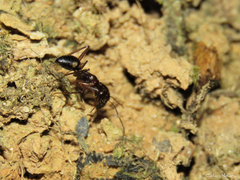 Camponotus cingulatus
