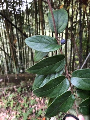 Lonicera hypoglauca