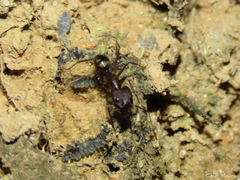 Camponotus cingulatus