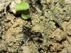 Camponotus cingulatus