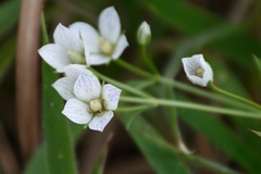 Swertia densifolia