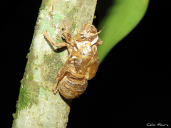 Cicadinae