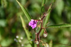 Impatiens balsamina