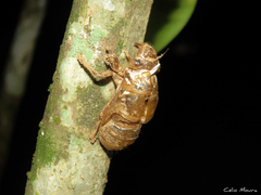 Cicadinae