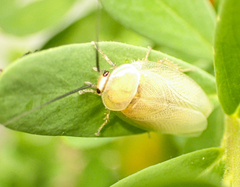 Ellipsidion humerale