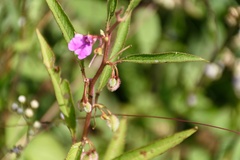 Impatiens balsamina