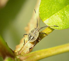 Poecilometis strigatus