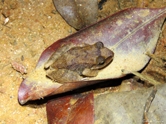 Pristimantis relictus