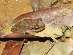 Pristimantis relictus