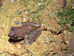 Pristimantis relictus