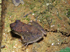 Pristimantis relictus