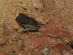 Pristimantis relictus