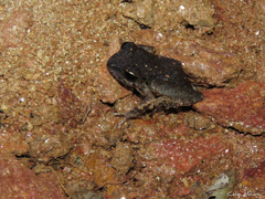 Pristimantis relictus