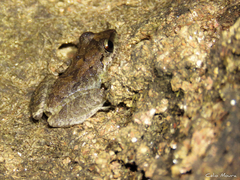 Pristimantis relictus