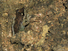 Pristimantis relictus
