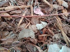 Dindymus circumcinctus