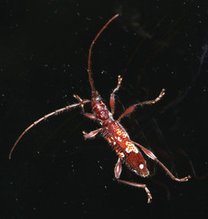 Coptocercus multitrichus