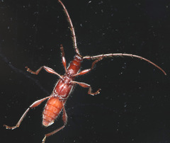 Coptocercus multitrichus