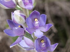Thelymitra paludosa