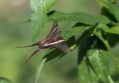 Lamproptera curius