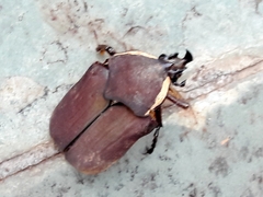 Allorhina
