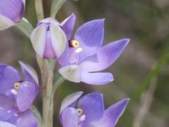 Thelymitra paludosa