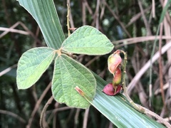 Rhynchosia volubilis