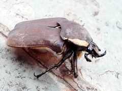 Allorhina