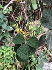 Rhynchosia volubilis