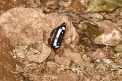 Athyma inara