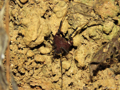 Parapachyloides uncinatus