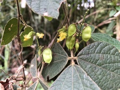 Rhynchosia volubilis