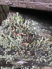 Cladonia cristatella