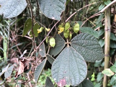 Rhynchosia volubilis