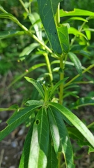 Asclepias