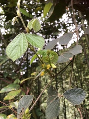 Rhynchosia volubilis