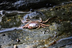Cyclograpsus punctatus