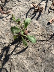 Sphaeromorphaea australis