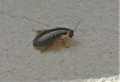 Poeciloblatta angusta