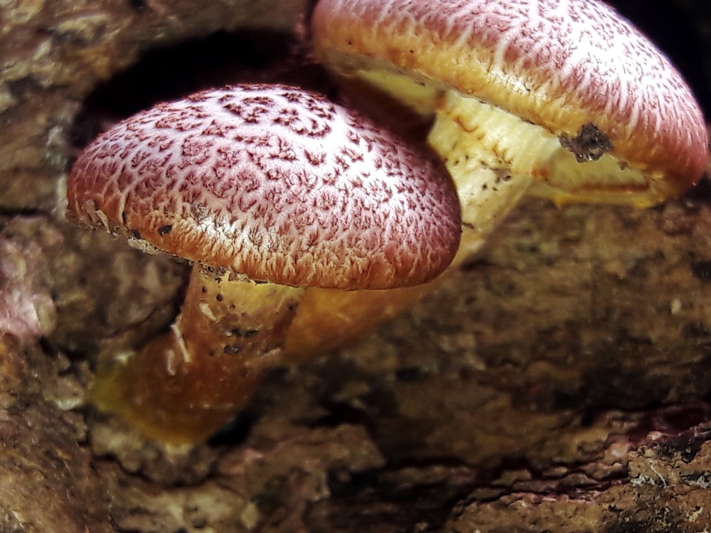 Gymnopilus luteofolius · November 2022 · photo: © douglas-u-oliveira (iNaturalist, cc-by)
