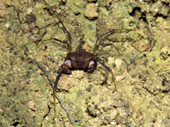 Parapachyloides uncinatus