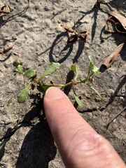 Sphaeromorphaea australis